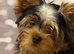 Yorkshire Terrier boys