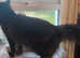 Proven Active Boy at stud