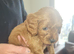 Cavapoo puppies for sale