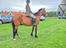 15h irish cob x appaloosa