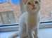Cat for sale