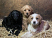 HEALTH CHECKED AND VACCINATED JACKAPOOS READY TO GO!
