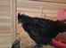 Polskie chick (polish cross silkie)
