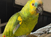 Blue Fronted Amazon with cage