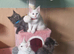 Maine coon kittens available
