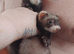 Ferret kits available now