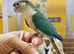 Baby Green Cheek Conure is now ready at Birds4U.