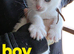 Kittens looking for new homes