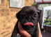 Pug Puppies️