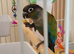 17 week crimson belly conure