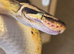 2x Royal Pythons for sale Female and Male