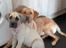 Labrador pups