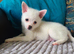 Chihuahua puppies ready now 2 males