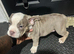 Micro Pocket bully puppies