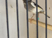 Irish fancy canary hen