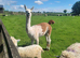 Llama for sale