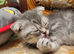 Scottish fold kittens