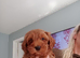Labradoodle x Toy maltipoo Health Tested