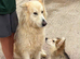 Beautiful German shepherd puppy for sale