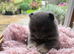 Xs Pomeranian puppies