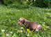 KC MINITURE DACHSHUND