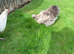 Beautiful silkie cockerel ( FREE ) blue/black hen also available &pound;20