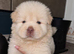 Chow chow puppies