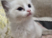 PRICE REDUCED EXQUISITE RAGDOLLS
