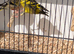 Himalayan green finches