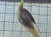 Cockatiels for sale