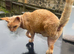 Devon Rex cross Sphynx