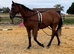 16.3hh tb gelding