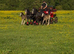 For sale Samantha&Pamela and 2 foal