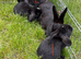 Beautiful bunnies