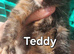 Female Teddy need's a forever home