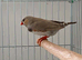 Zebra finches all colours ready now