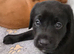KC registered labrador Retrievers