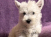 West Highland Terriers