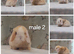 Beautiful purebred mini lops