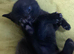 STUNNING ORIENTAL BENGAL HYBRID KITTENS 1GIRL 1 BOY RARE COATS BOTH PARENTS CAN BE SEEN READY DECEMBER