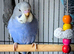 Multi colour s,f anthrecite budgies.