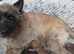 Beautiful Cairn Terrier purebred, KC reg pups