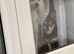 Meet Molly are toy poodle
