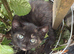 3 kittens ready for new home