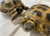 GARDEN TORTOISES