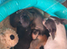 KC REG CHIHUAHUAS LAST BOY READY NOW!