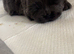 chow chow puppies