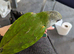 Baby Senegal Glasgow