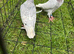 Racing pigeons