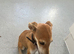 Suluki whippet x collie greyhound